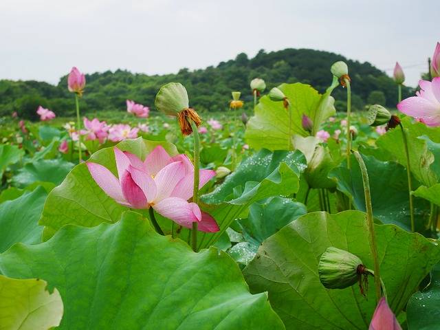 新鲜莲子怎么做好吃？莲子的做法